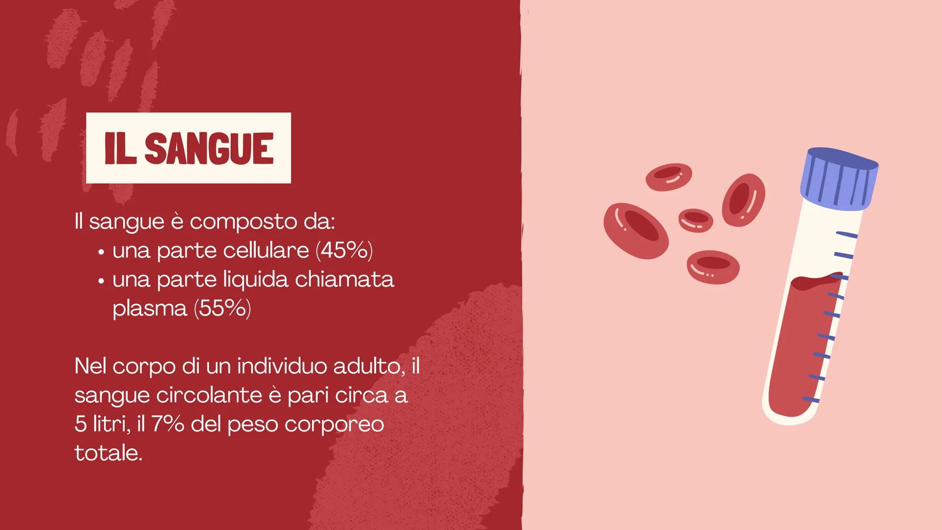 De Faveri Serena 4^C

IL SISTEMA
CARDIO
CIRCOLATORIO

Il sangue, il cuore e i vasi
sanguigni # IL SISTEMA
CARDIOCIRCOLATORIO

Funzioni

• so