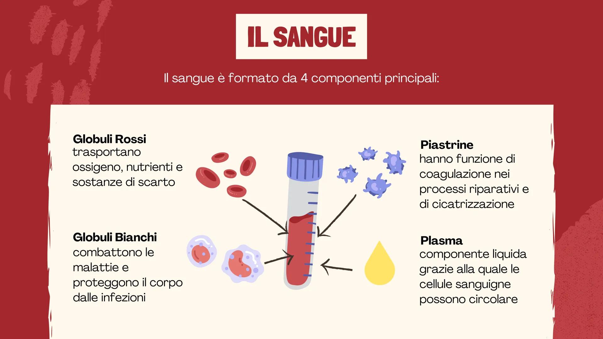 De Faveri Serena 4^C

IL SISTEMA
CARDIO
CIRCOLATORIO

Il sangue, il cuore e i vasi
sanguigni # IL SISTEMA
CARDIOCIRCOLATORIO

Funzioni

• so