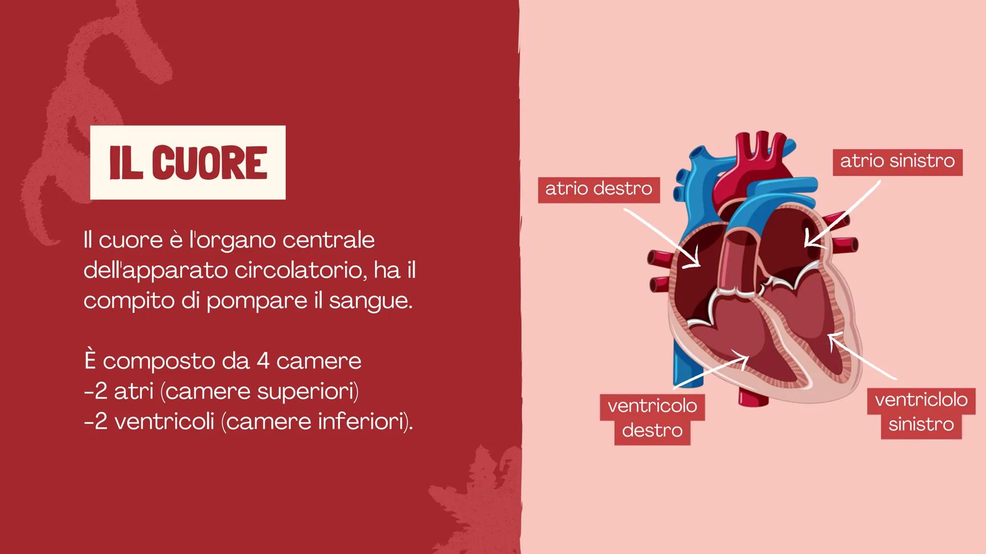 De Faveri Serena 4^C

IL SISTEMA
CARDIO
CIRCOLATORIO

Il sangue, il cuore e i vasi
sanguigni # IL SISTEMA
CARDIOCIRCOLATORIO

Funzioni

• so