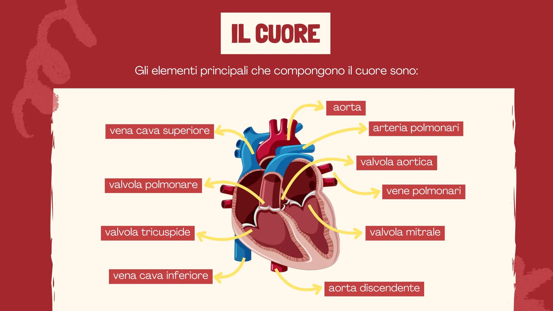 De Faveri Serena 4^C

IL SISTEMA
CARDIO
CIRCOLATORIO

Il sangue, il cuore e i vasi
sanguigni # IL SISTEMA
CARDIOCIRCOLATORIO

Funzioni

• so