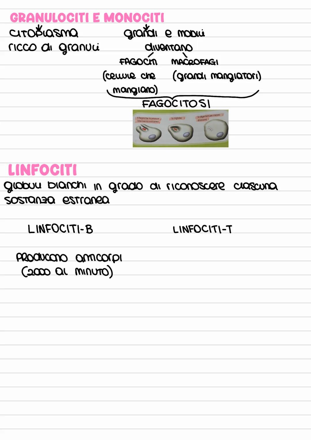Il sistema immunitario.
insieme di barriere difensive che a impediscono
di ammalarci.
I MECCANISMI DI DIFESA
ASPECIFICI
DIfendono in modo
ge