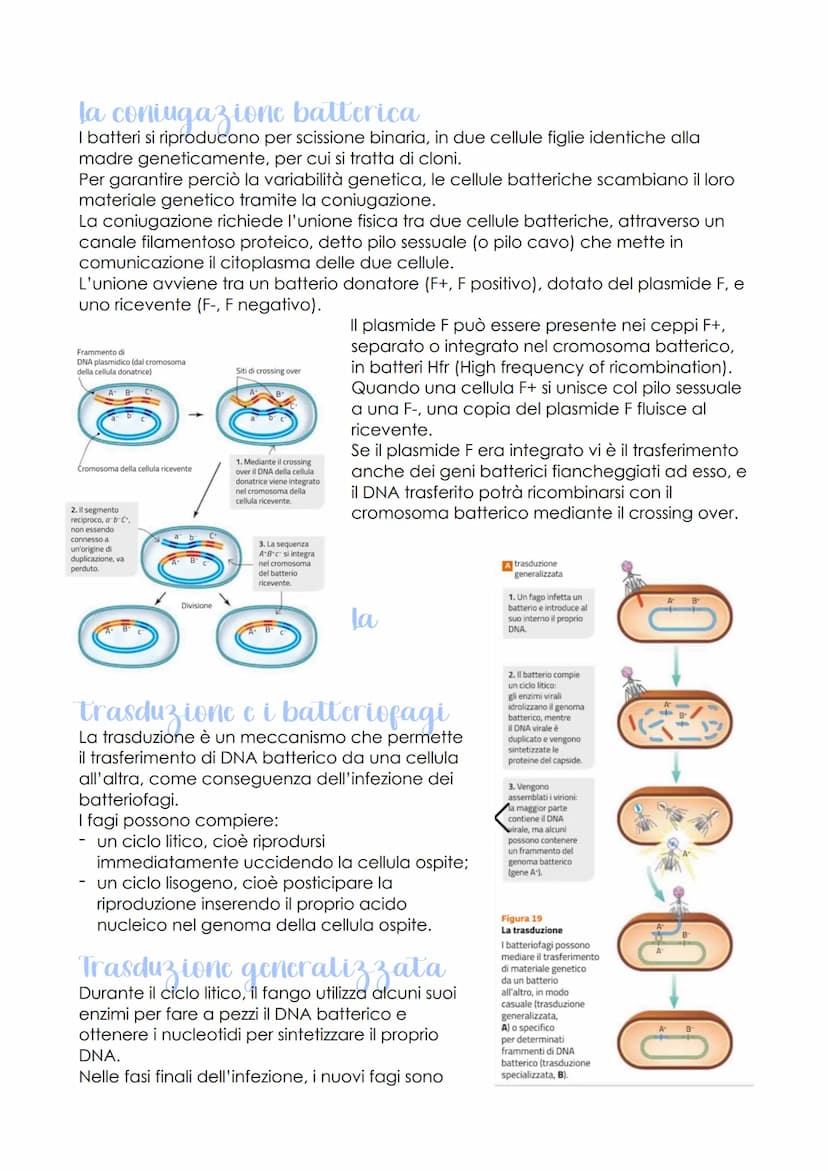 Rodione genetica c
sviluppo embrionale
oggetto di studio della
genomica
LEZIONE 1
-
sono
che ha individuato
le caratteristiche del genoma
de