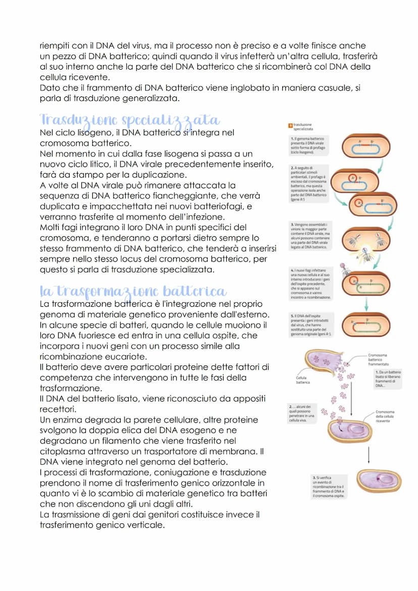 Rodione genetica c
sviluppo embrionale
oggetto di studio della
genomica
LEZIONE 1
-
sono
che ha individuato
le caratteristiche del genoma
de