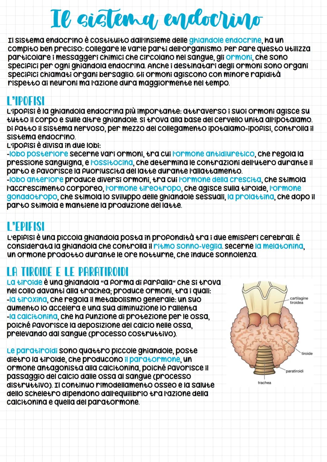 
<p>Il sistema endocrino è costituito dall'insieme delle ghiandole endocrine con il compito ben preciso di collegare le varie parti dell'org