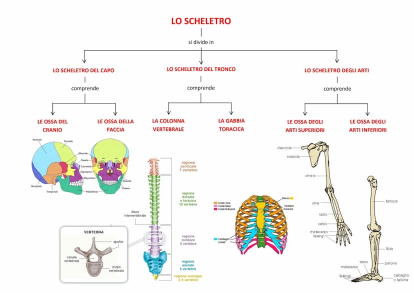 prodotto da
cellule dette
OSTEOCITI
il TESSUTO
OSSEO
è formato da
OSSEINA
conferisce
alle ossa
elasticità
è fatto da
SALI
MINERALI
conferisc