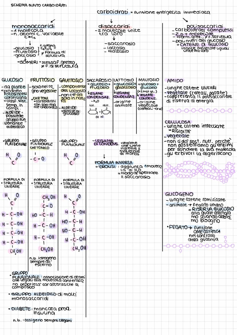 B
1
O
A
M
O
•molecole organiche della vita
·contengono 3 elementi chimici fondamentali:
•4 tipi di molecole della vita: carboidrati
Lipidi
p