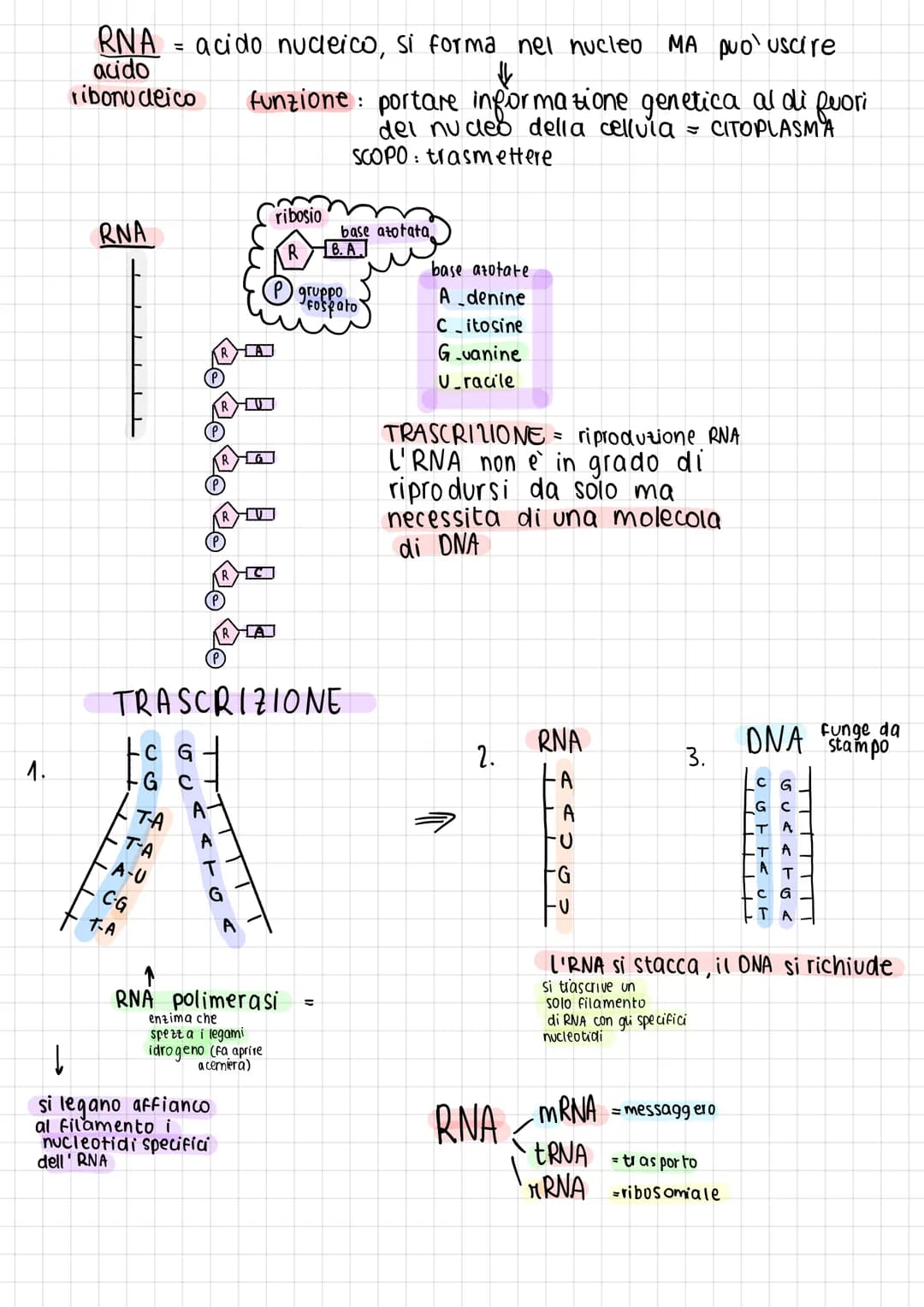 B
1
O
A
M
O
•molecole organiche della vita
·contengono 3 elementi chimici fondamentali:
•4 tipi di molecole della vita: carboidrati
Lipidi
p