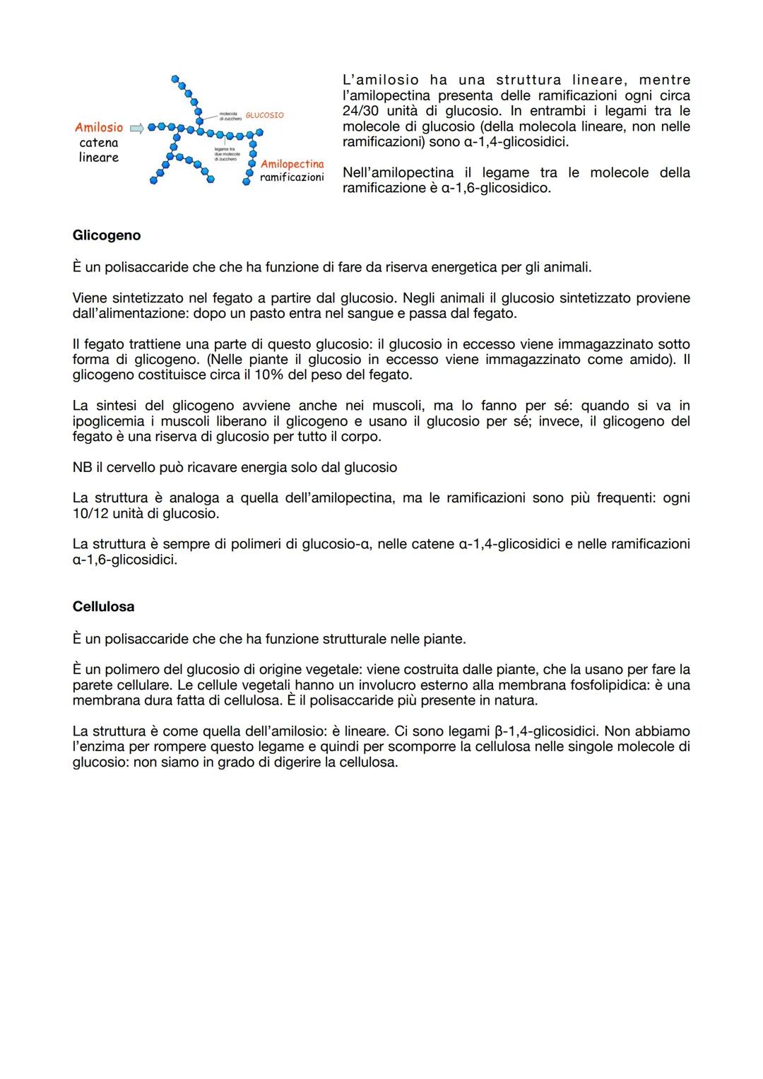 19.09.2023

BIOCHIMICA
La biochimica studia le molecole organiche dei viventi.

Tutte le molecole organiche hanno caratteristiche comuni:
- 