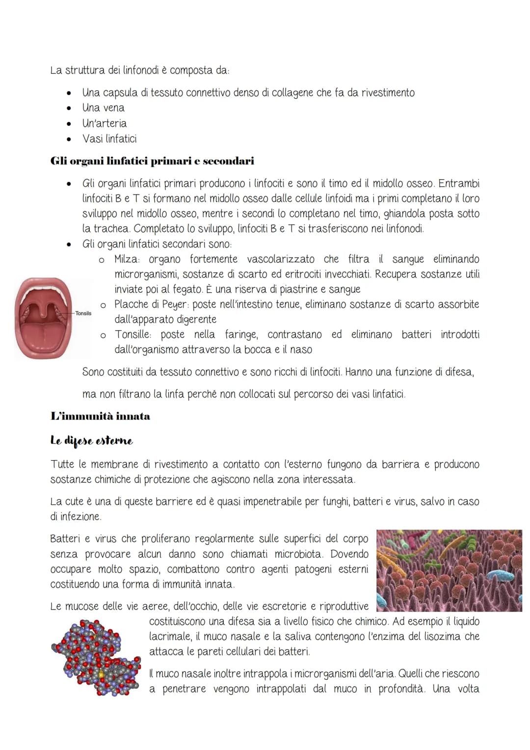 Il sistema linfatico e l'immunità
pag.C115
Il sistema linfatico
Due diverse strategie di difesa
Immunità innata o aspecifica: combatte allo 