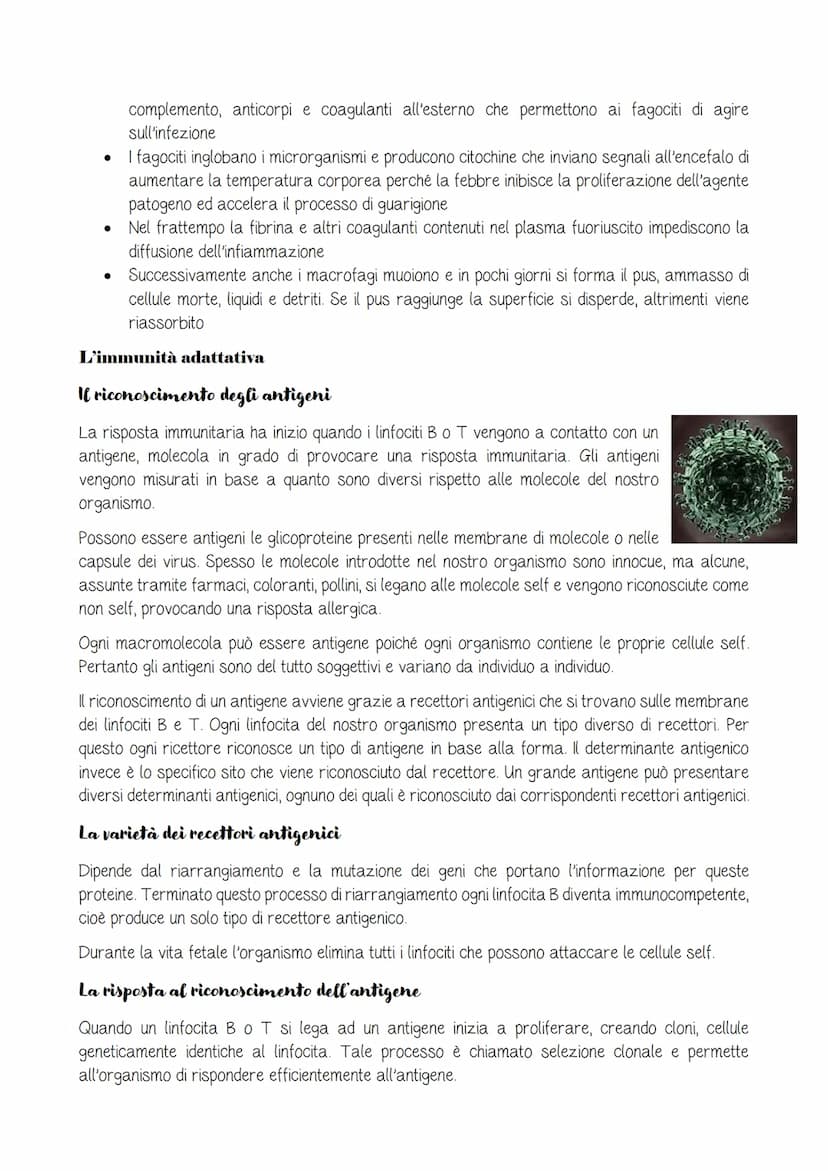 Il sistema linfatico e l'immunità
pag.C115
Il sistema linfatico
Due diverse strategie di difesa
Immunità innata o aspecifica: combatte allo 