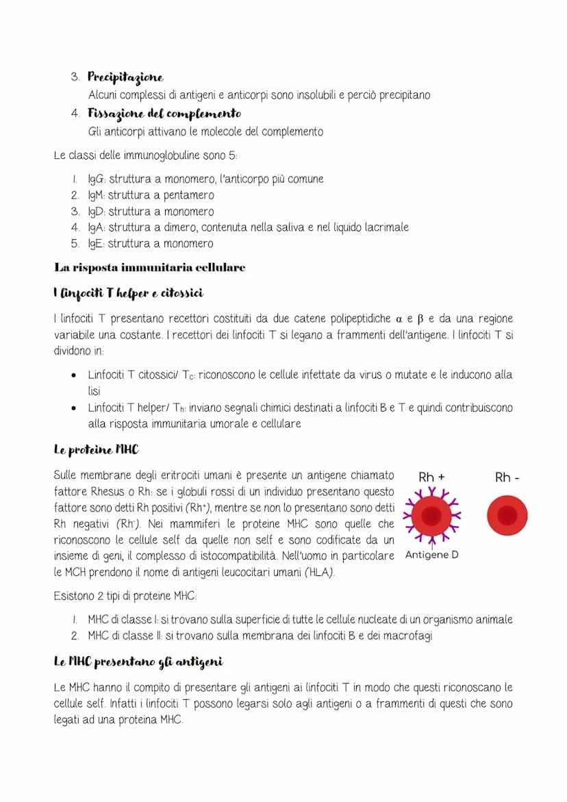 Il sistema linfatico e l'immunità
pag.C115
Il sistema linfatico
Due diverse strategie di difesa
Immunità innata o aspecifica: combatte allo 