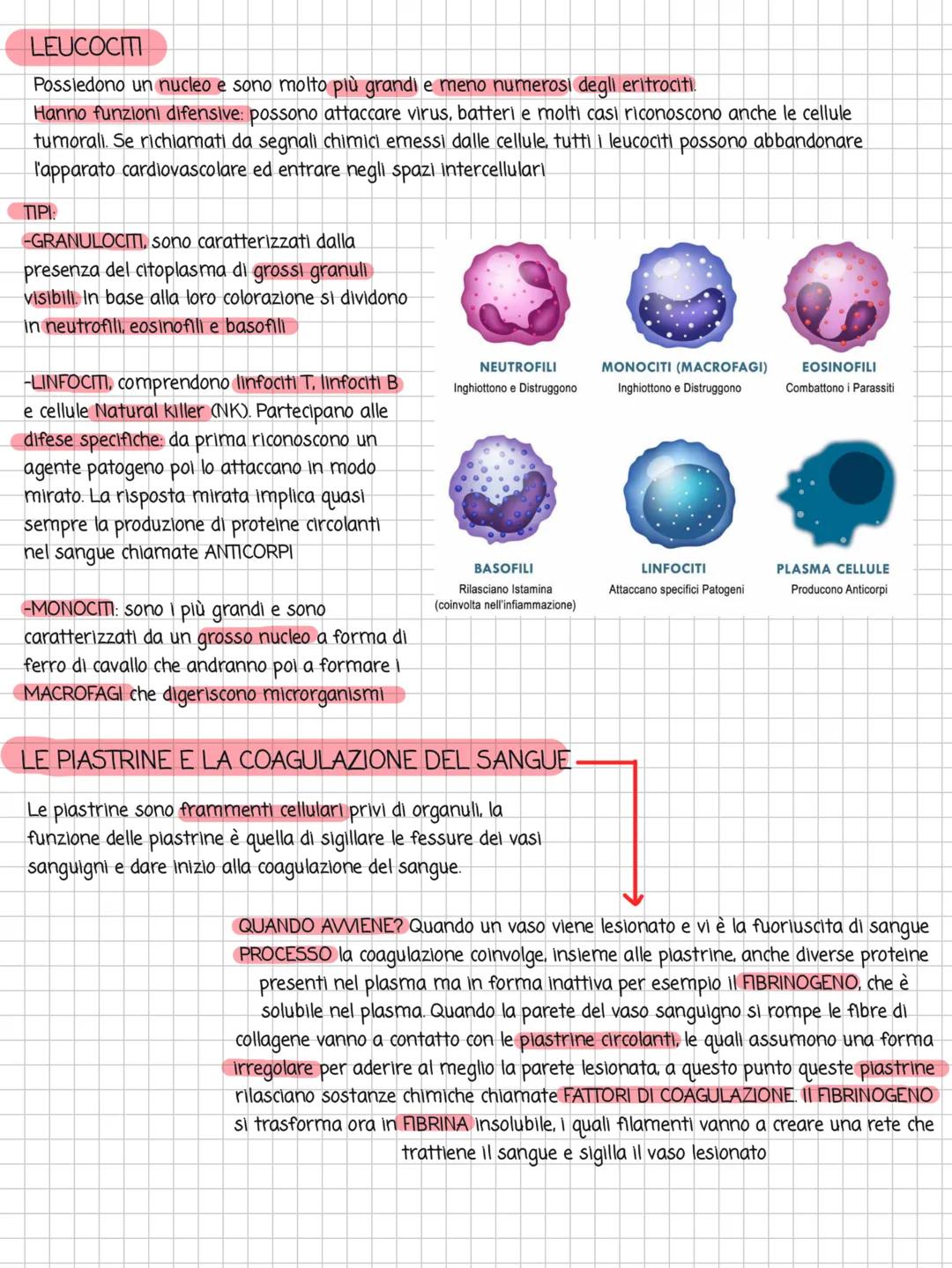 # BATTITO CARDIACO

FISIOLOGIA DELLA CONDUZIONE CARDIACA

Nodo
senoatriale

Fascio
di His

Ventricolo
destro

Nodo
atrioventricolare

Ventri
