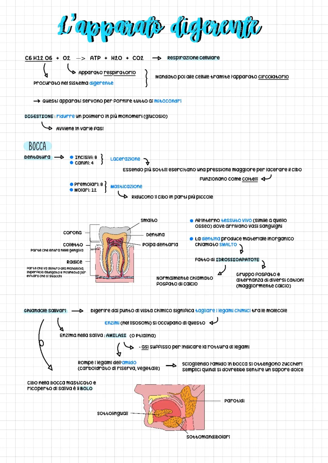 Apparato Digerente: Funzioni, Organi e Digestione