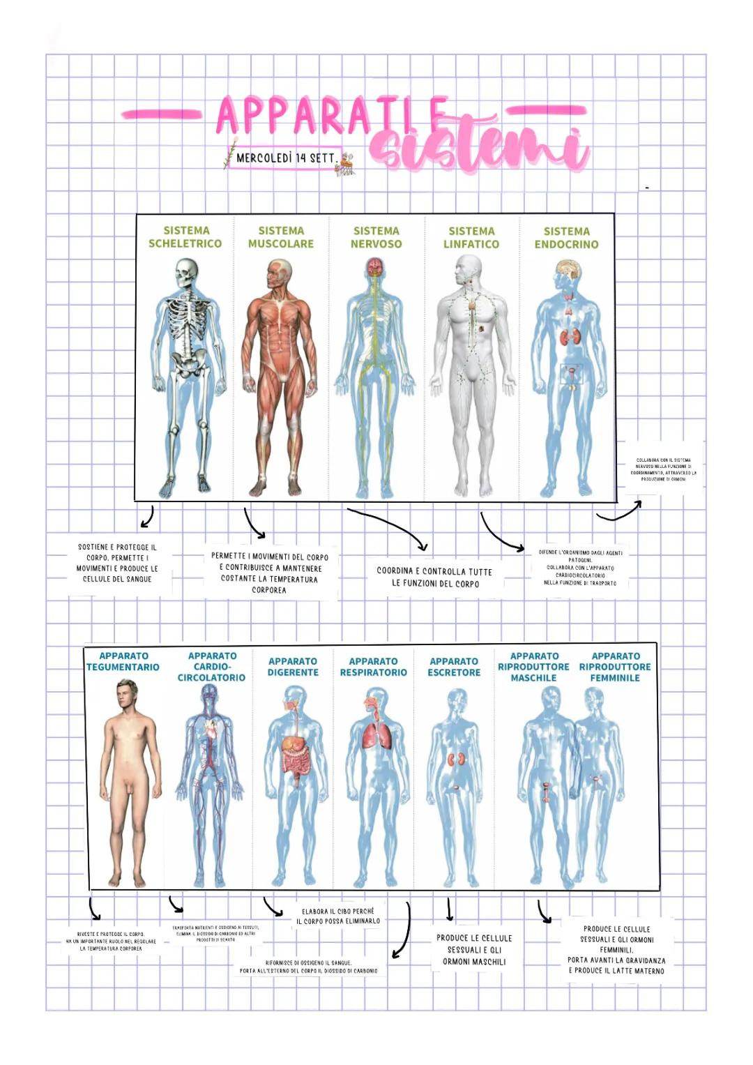 Discover the Amazing Human Skeleton and Muscles