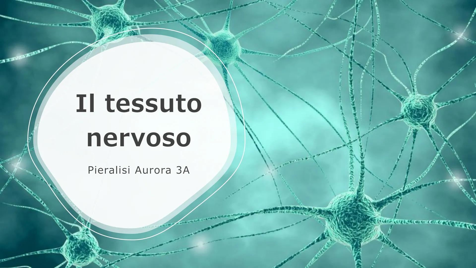 Il tessuto
nervoso
Pieralisi Aurora 3A
Rates M LE FUNZIONI
Il tessuto nervoso
□ Recezioni degli stimoli
Trasmissione degli impulsi
nervosi
E
