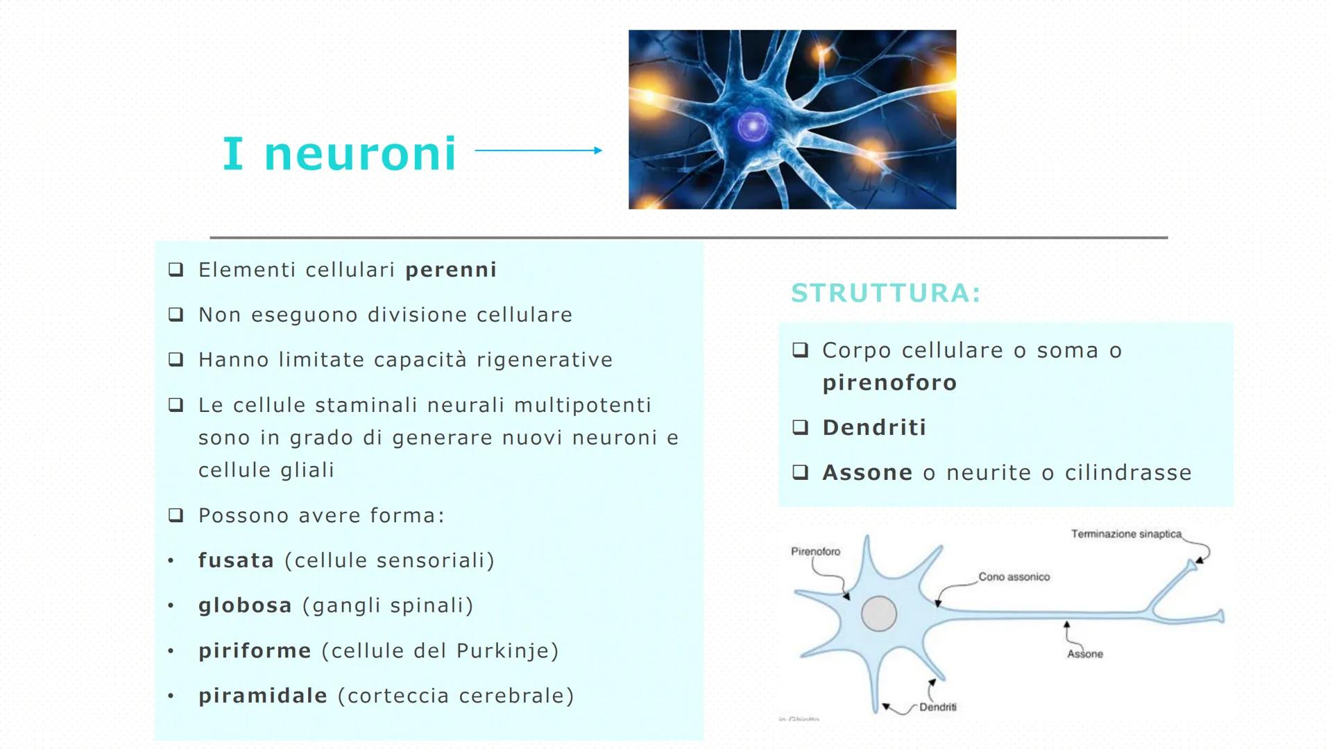 Il tessuto
nervoso
Pieralisi Aurora 3A
Rates M LE FUNZIONI
Il tessuto nervoso
□ Recezioni degli stimoli
Trasmissione degli impulsi
nervosi
E