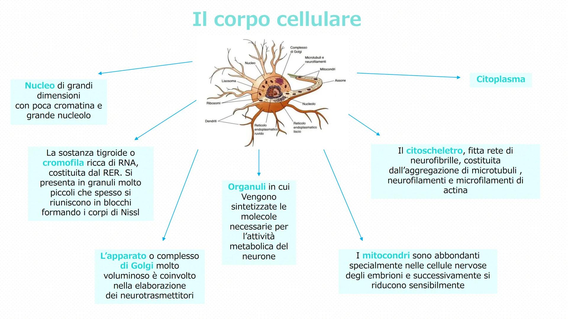 Il tessuto
nervoso
Pieralisi Aurora 3A
Rates M LE FUNZIONI
Il tessuto nervoso
□ Recezioni degli stimoli
Trasmissione degli impulsi
nervosi
E