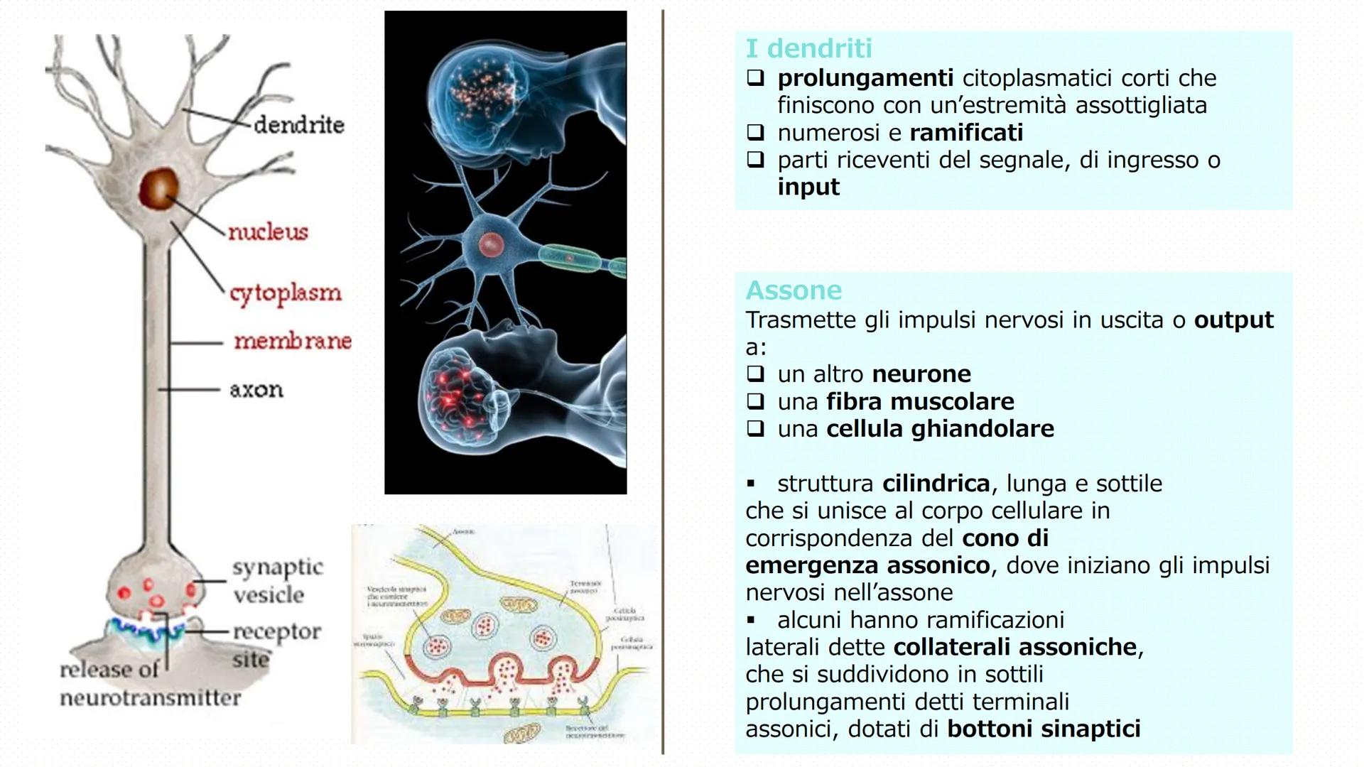 Il tessuto
nervoso
Pieralisi Aurora 3A
Rates M LE FUNZIONI
Il tessuto nervoso
□ Recezioni degli stimoli
Trasmissione degli impulsi
nervosi
E