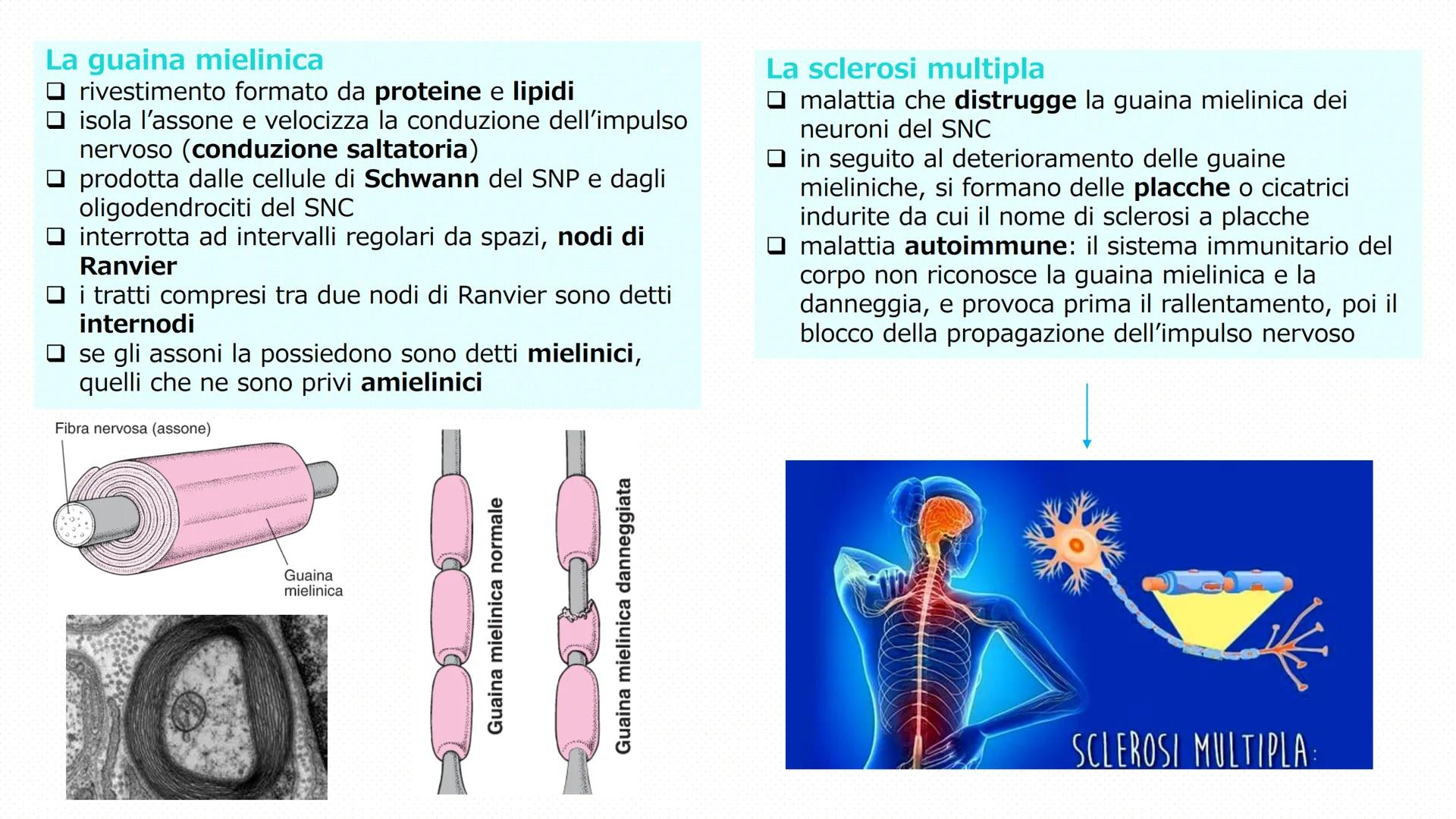 Il tessuto
nervoso
Pieralisi Aurora 3A
Rates M LE FUNZIONI
Il tessuto nervoso
□ Recezioni degli stimoli
Trasmissione degli impulsi
nervosi
E