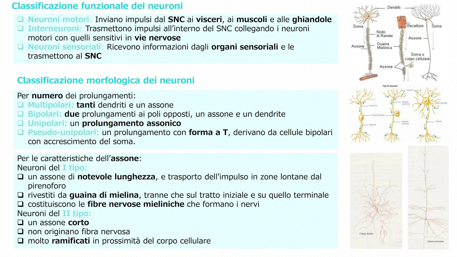 Il tessuto
nervoso
Pieralisi Aurora 3A
Rates M LE FUNZIONI
Il tessuto nervoso
□ Recezioni degli stimoli
Trasmissione degli impulsi
nervosi
E
