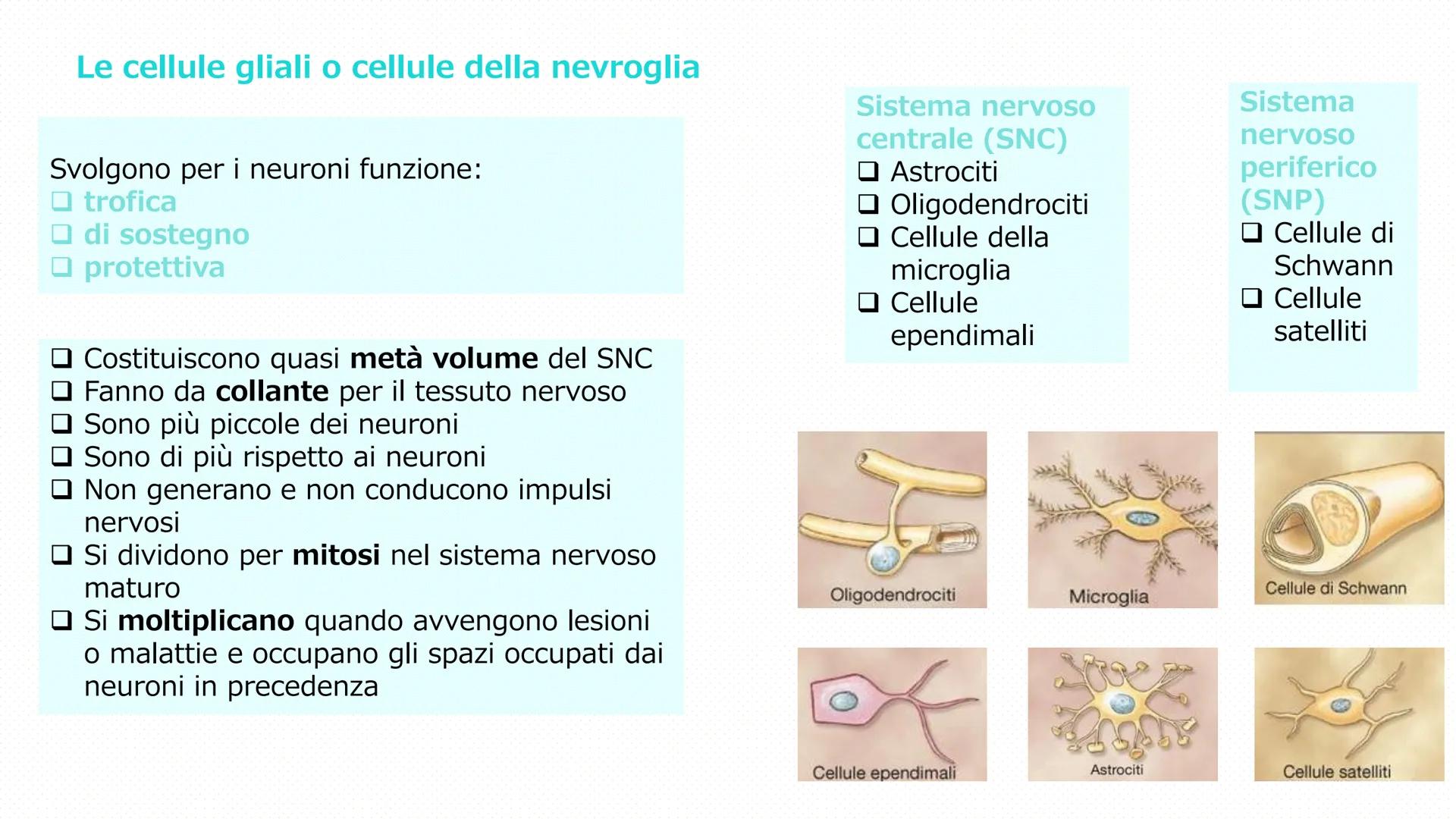 Il tessuto
nervoso
Pieralisi Aurora 3A
Rates M LE FUNZIONI
Il tessuto nervoso
□ Recezioni degli stimoli
Trasmissione degli impulsi
nervosi
E