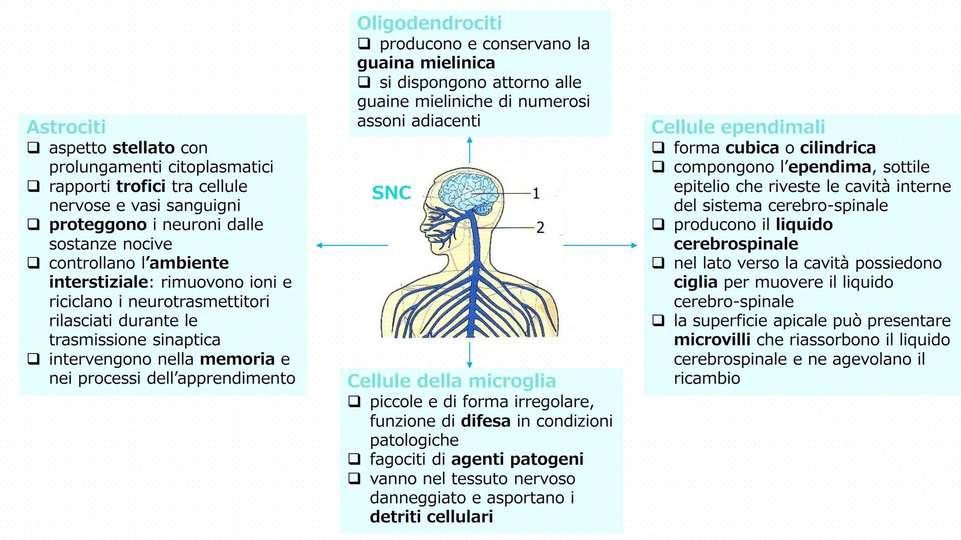 Il tessuto
nervoso
Pieralisi Aurora 3A
Rates M LE FUNZIONI
Il tessuto nervoso
□ Recezioni degli stimoli
Trasmissione degli impulsi
nervosi
E