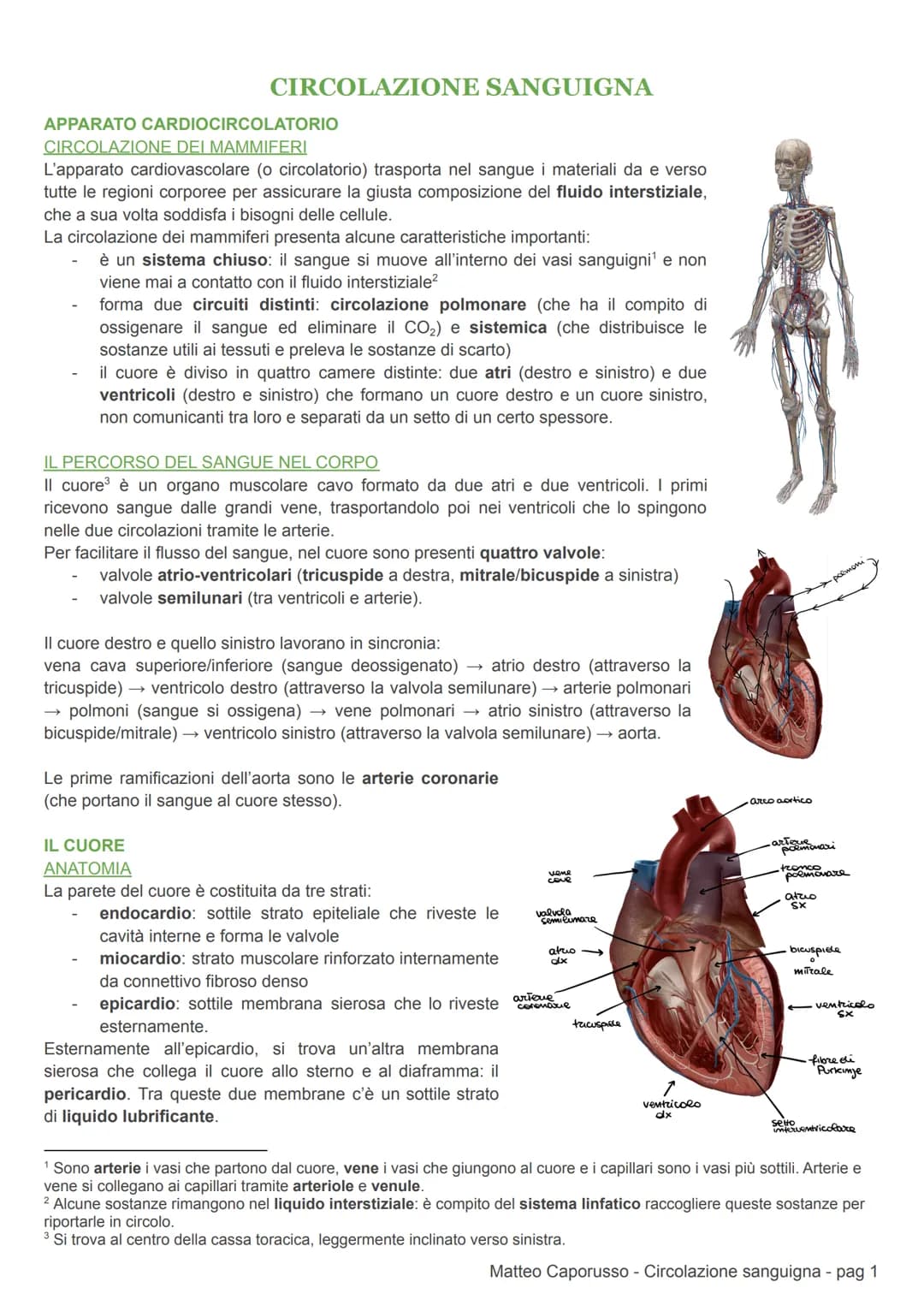 CIRCOLAZIONE SANGUIGNA
APPARATO CARDIOCIRCOLATORIO
CIRCOLAZIONE DEI MAMMIFERI
L'apparato cardiovascolare (o circolatorio) trasporta nel sang
