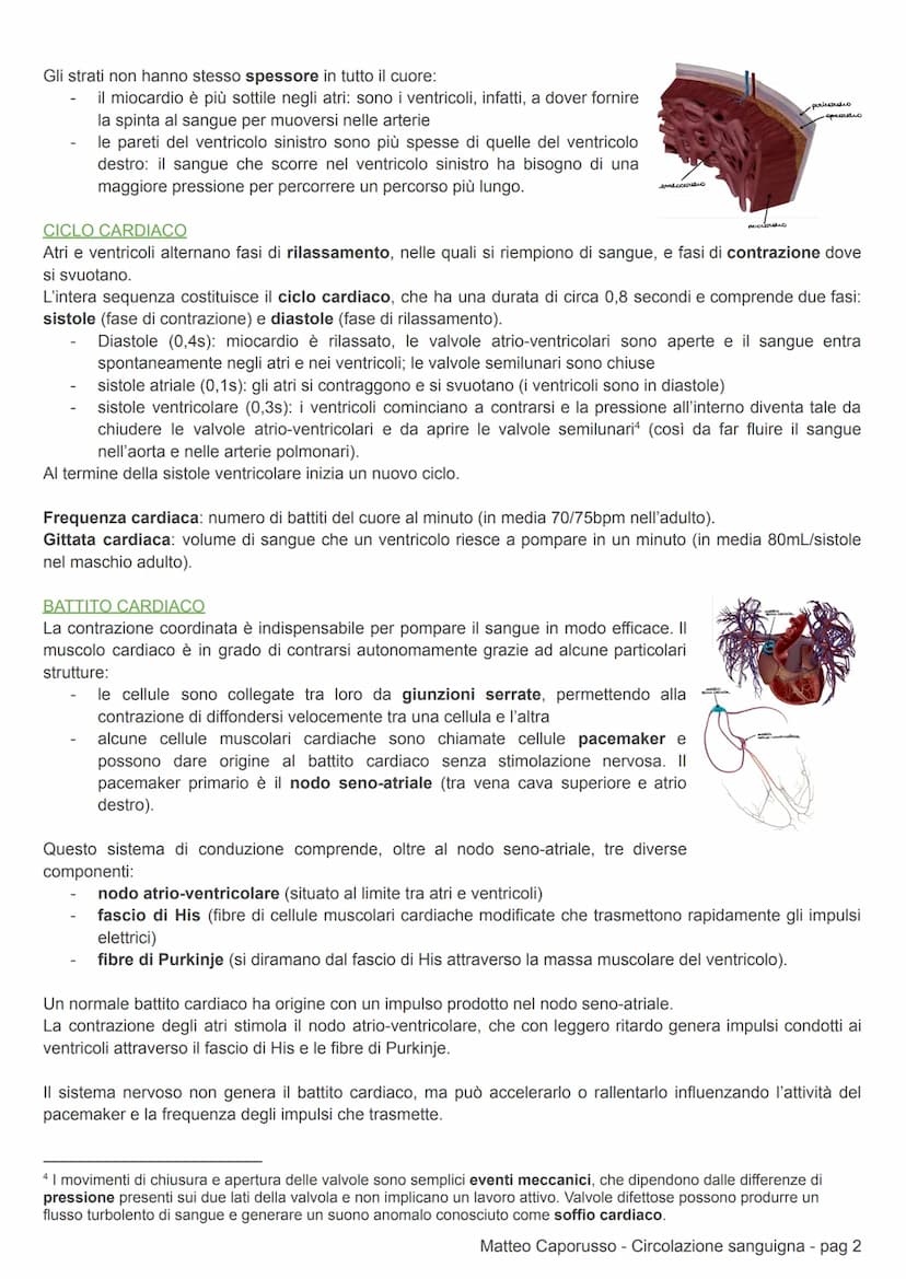 CIRCOLAZIONE SANGUIGNA
APPARATO CARDIOCIRCOLATORIO
CIRCOLAZIONE DEI MAMMIFERI
L'apparato cardiovascolare (o circolatorio) trasporta nel sang