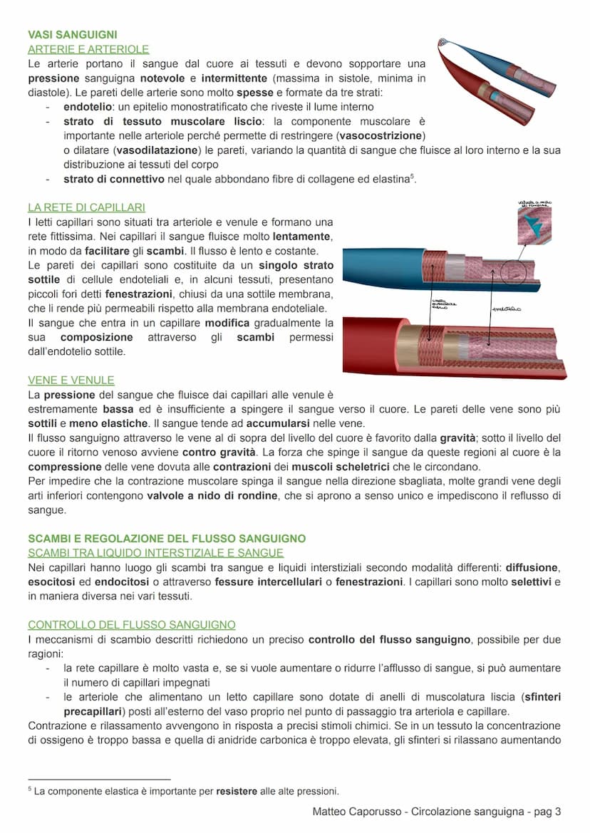 CIRCOLAZIONE SANGUIGNA
APPARATO CARDIOCIRCOLATORIO
CIRCOLAZIONE DEI MAMMIFERI
L'apparato cardiovascolare (o circolatorio) trasporta nel sang