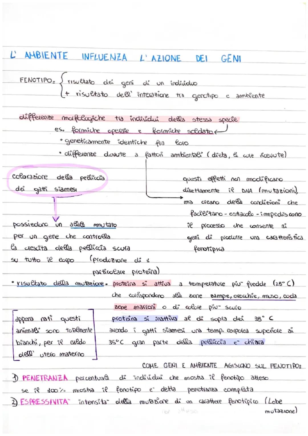 la sine tica
La
genetica e- lo studio dei meccanismi.
caratten da una generazione ad un' altra.
1°
studi di genetica.
risalgono a 5000 anni
