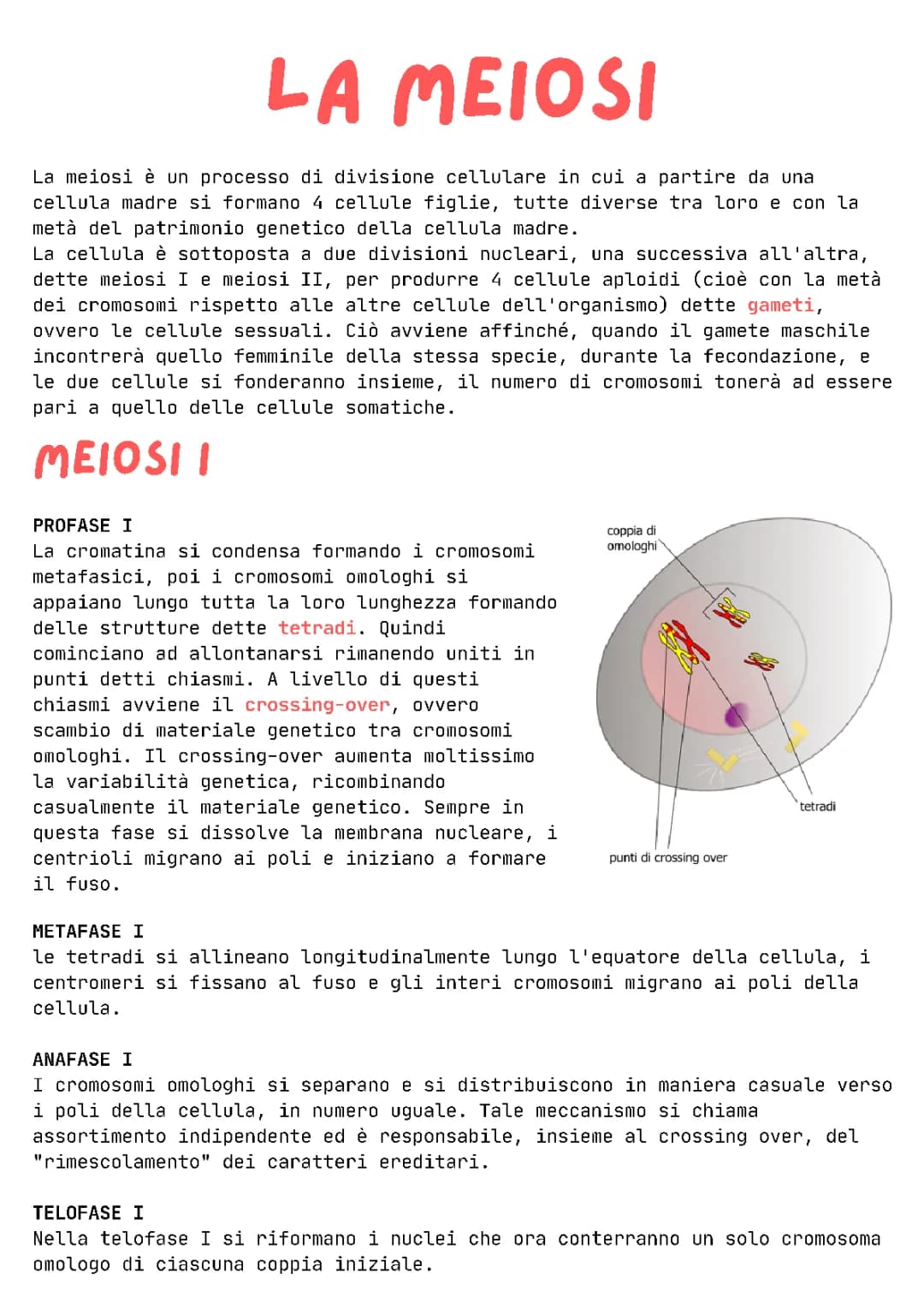 Meiosi Spiegazione Semplice: Meiosi 1 e 2, Fasi e Schema