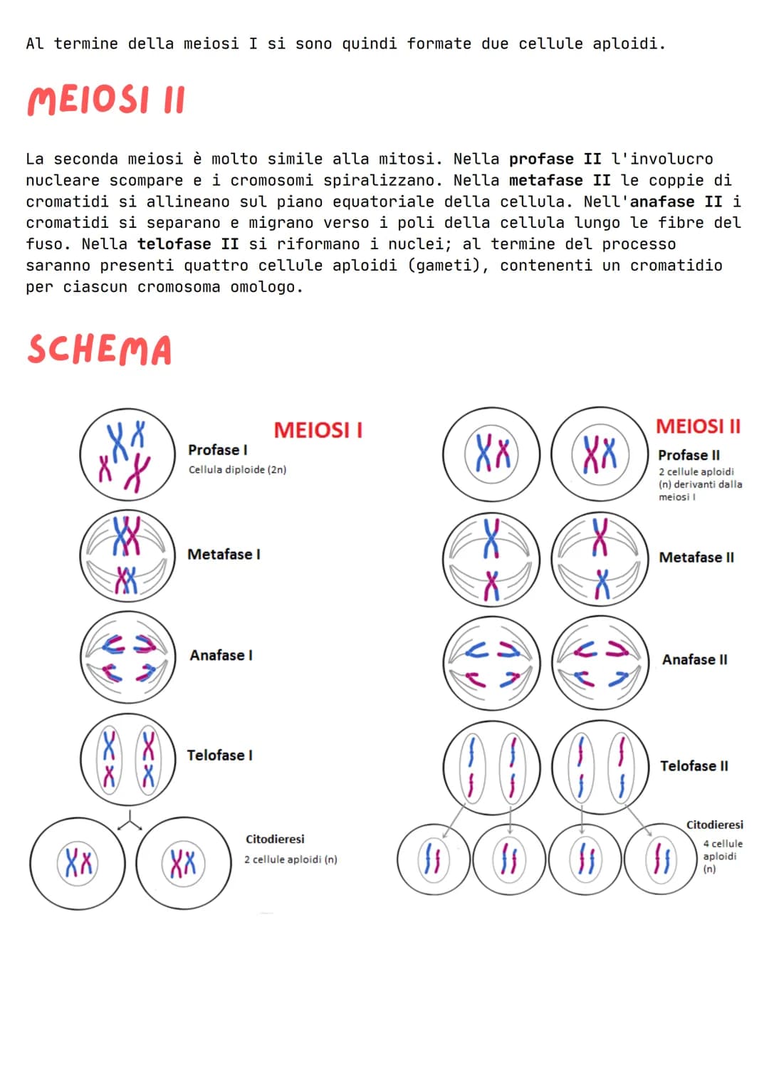 LA MEIOSI
La meiosi è un processo di divisione cellulare in cui a partire da una
cellula madre si formano 4 cellule figlie, tutte diverse tr