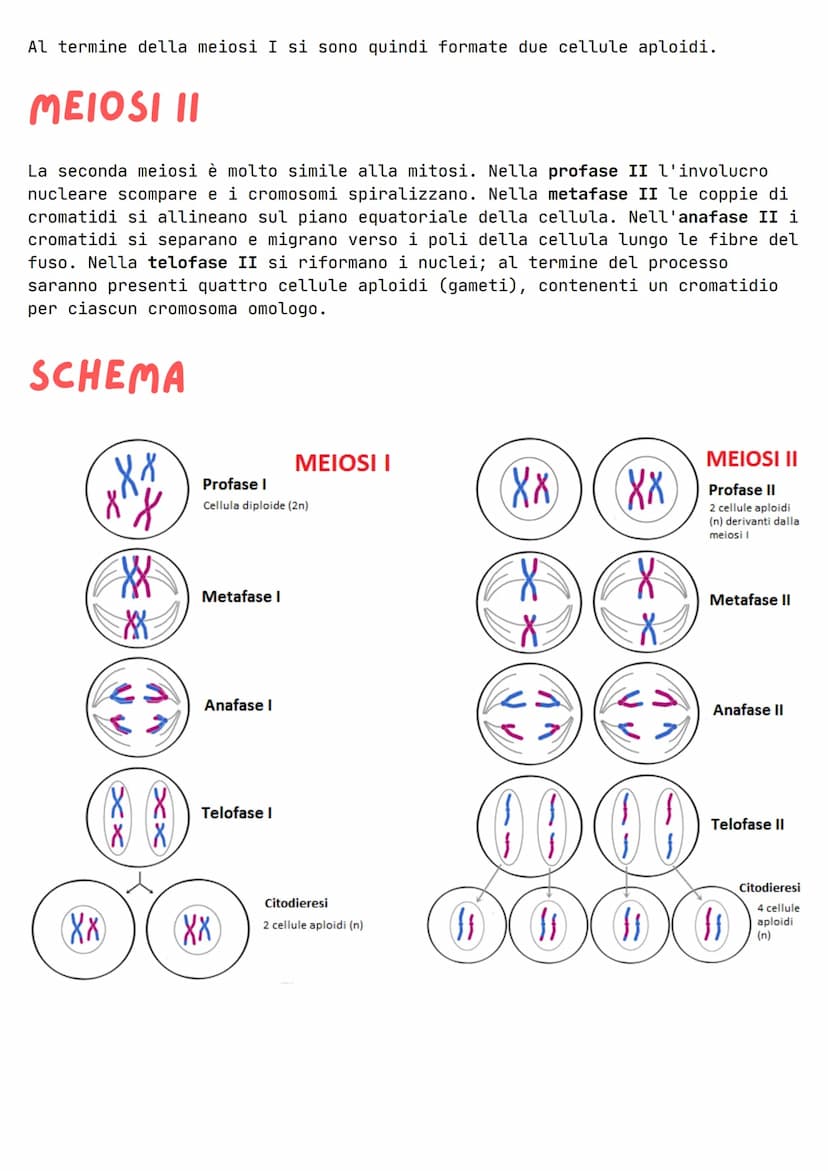 LA MEIOSI
La meiosi è un processo di divisione cellulare in cui a partire da una
cellula madre si formano 4 cellule figlie, tutte diverse tr