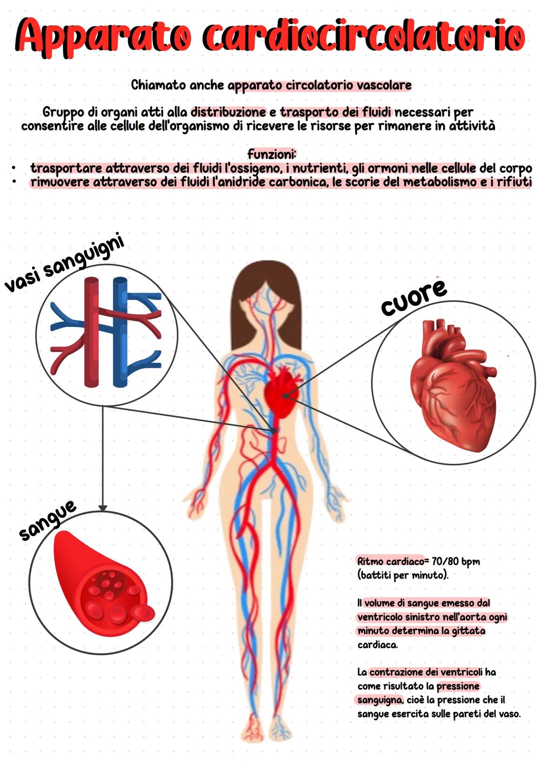 Apparato cardiocircolatorio
Chiamato anche apparato circolatorio vascolare
Gruppo di organi atti alla distribuzione e trasporto dei fluidi n