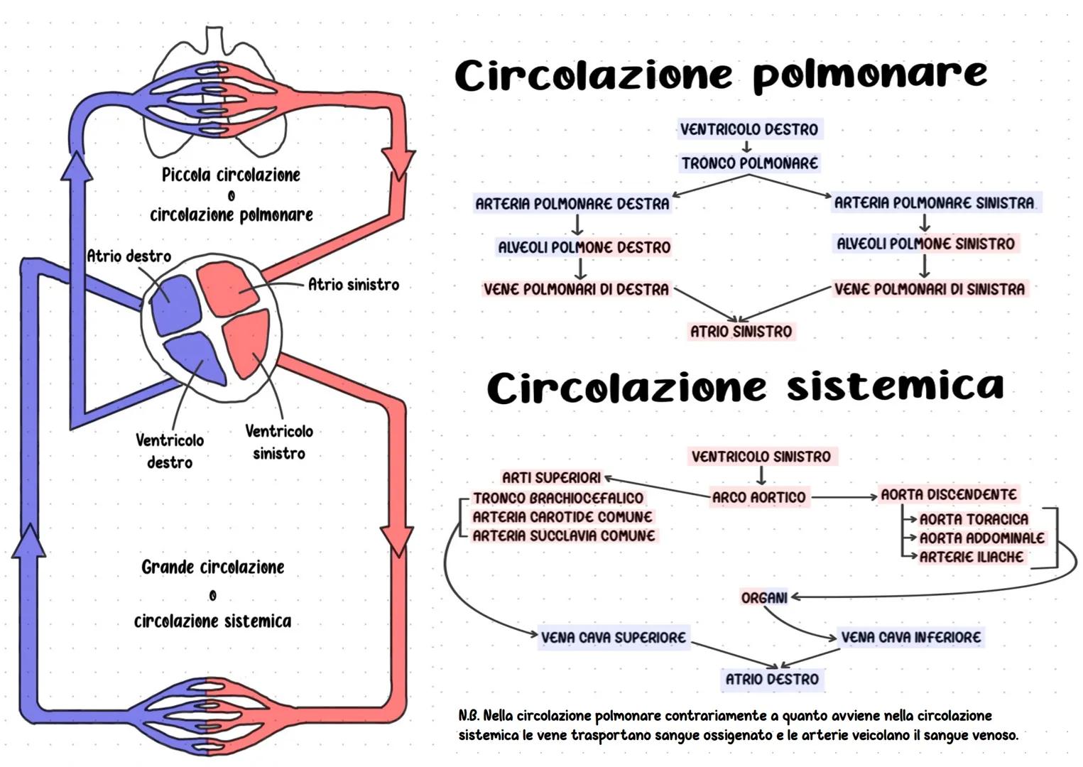 Apparato cardiocircolatorio
Chiamato anche apparato circolatorio vascolare
Gruppo di organi atti alla distribuzione e trasporto dei fluidi n