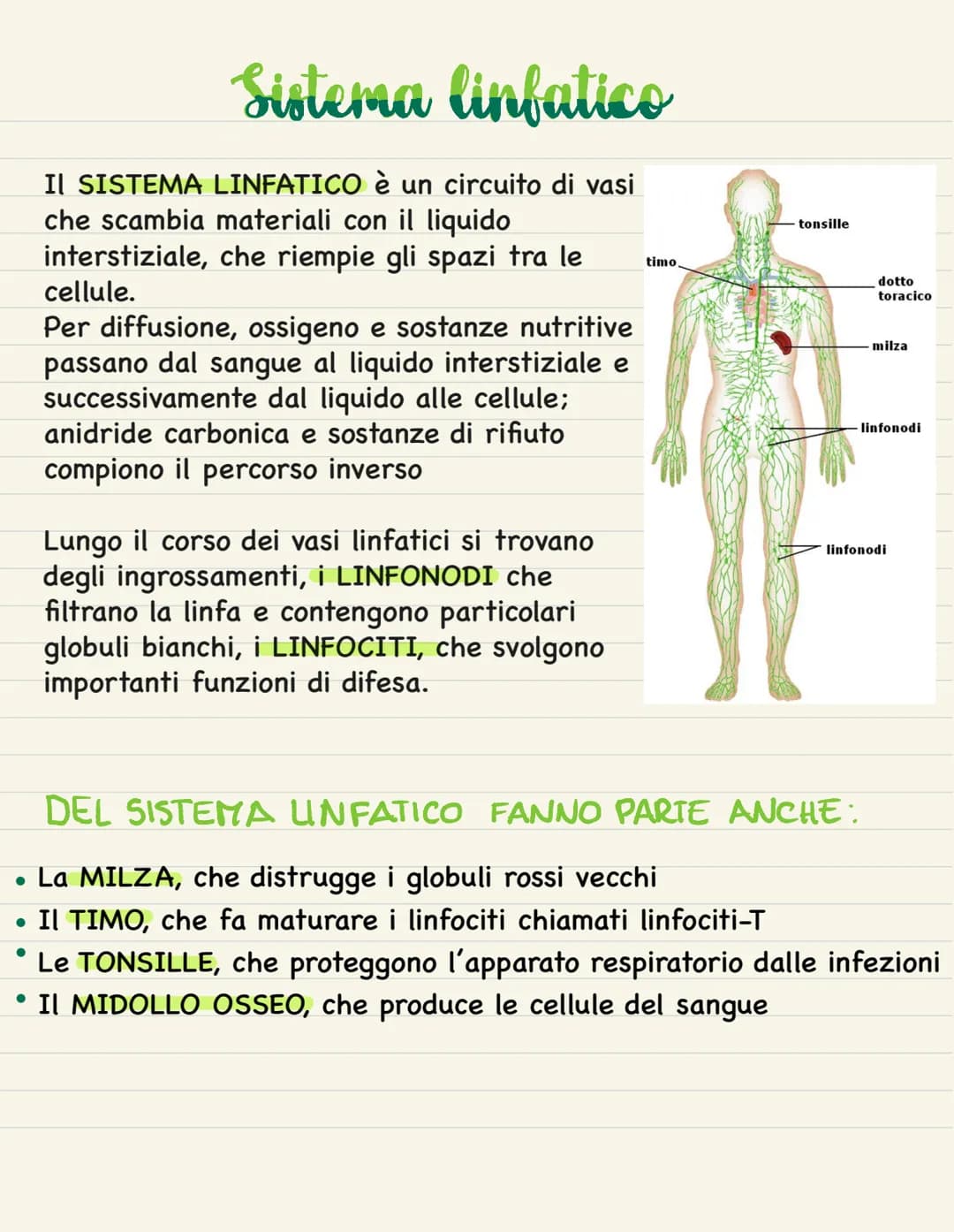 Sistema linfatico
IL SISTEMA LINFATICO è un circuito di vasi
che scambia materiali con il liquido
interstiziale, che riempie gli spazi tra l