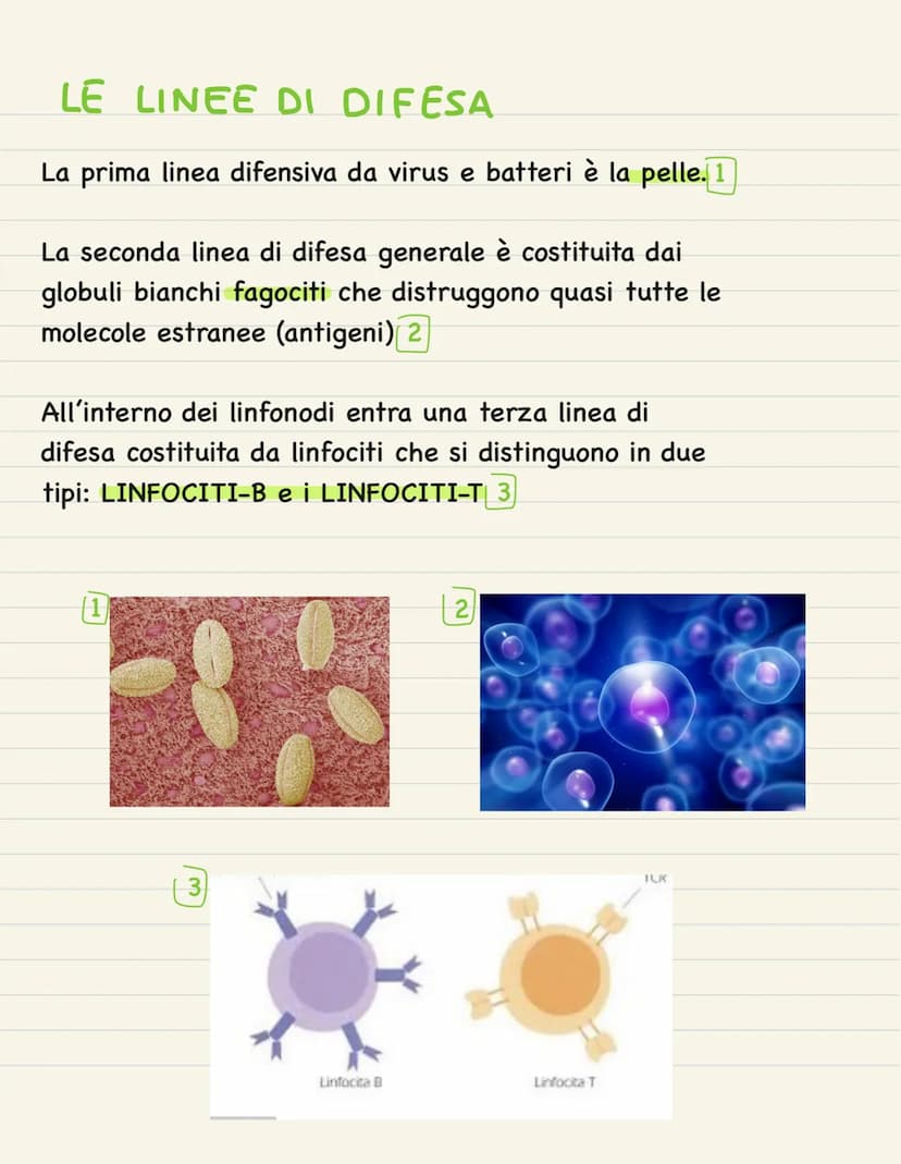 Sistema linfatico
IL SISTEMA LINFATICO è un circuito di vasi
che scambia materiali con il liquido
interstiziale, che riempie gli spazi tra l