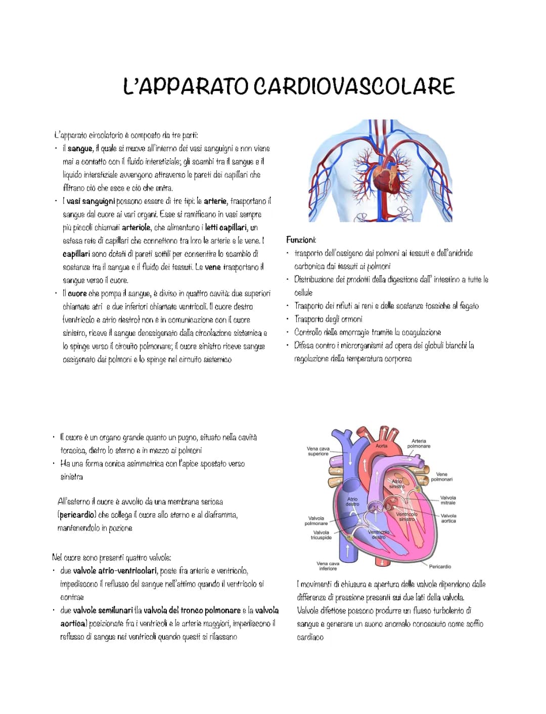 L’apparato cardiocircolatorio  o cardiovascolare 