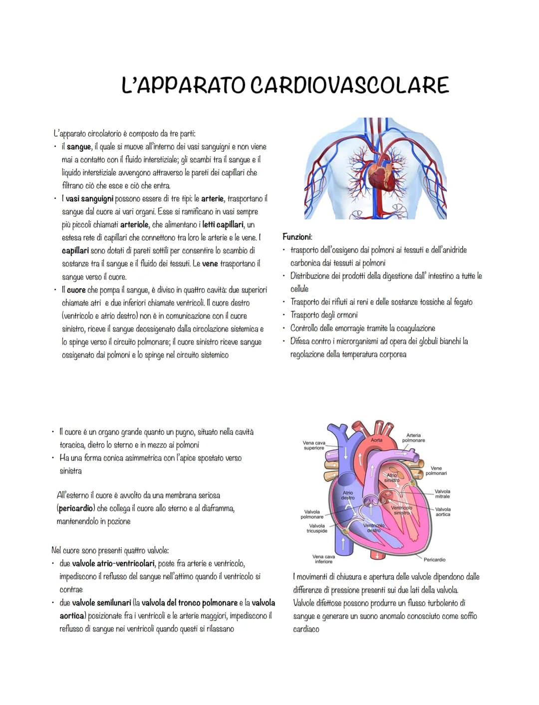 L'APPARATO CARDIOVASCOLARE
L'apparato circolatorio è composto da tre parti:
• il sangue, il quale si muove all'interno dei vasi sanguigni e 