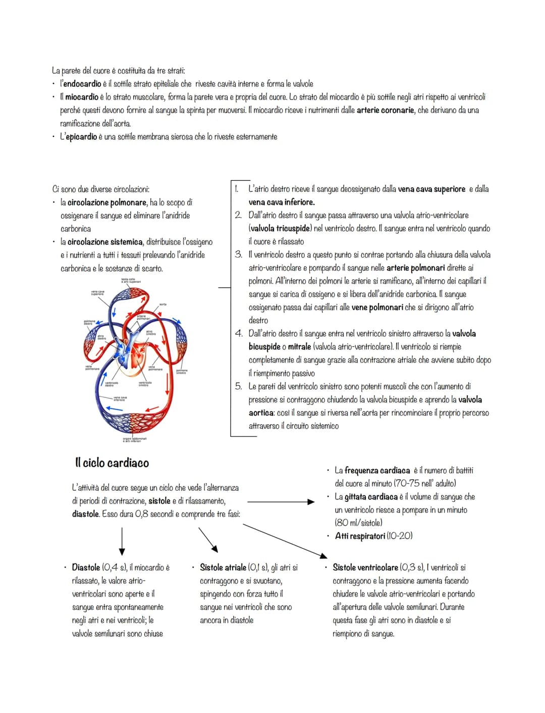 L'APPARATO CARDIOVASCOLARE
L'apparato circolatorio è composto da tre parti:
• il sangue, il quale si muove all'interno dei vasi sanguigni e 