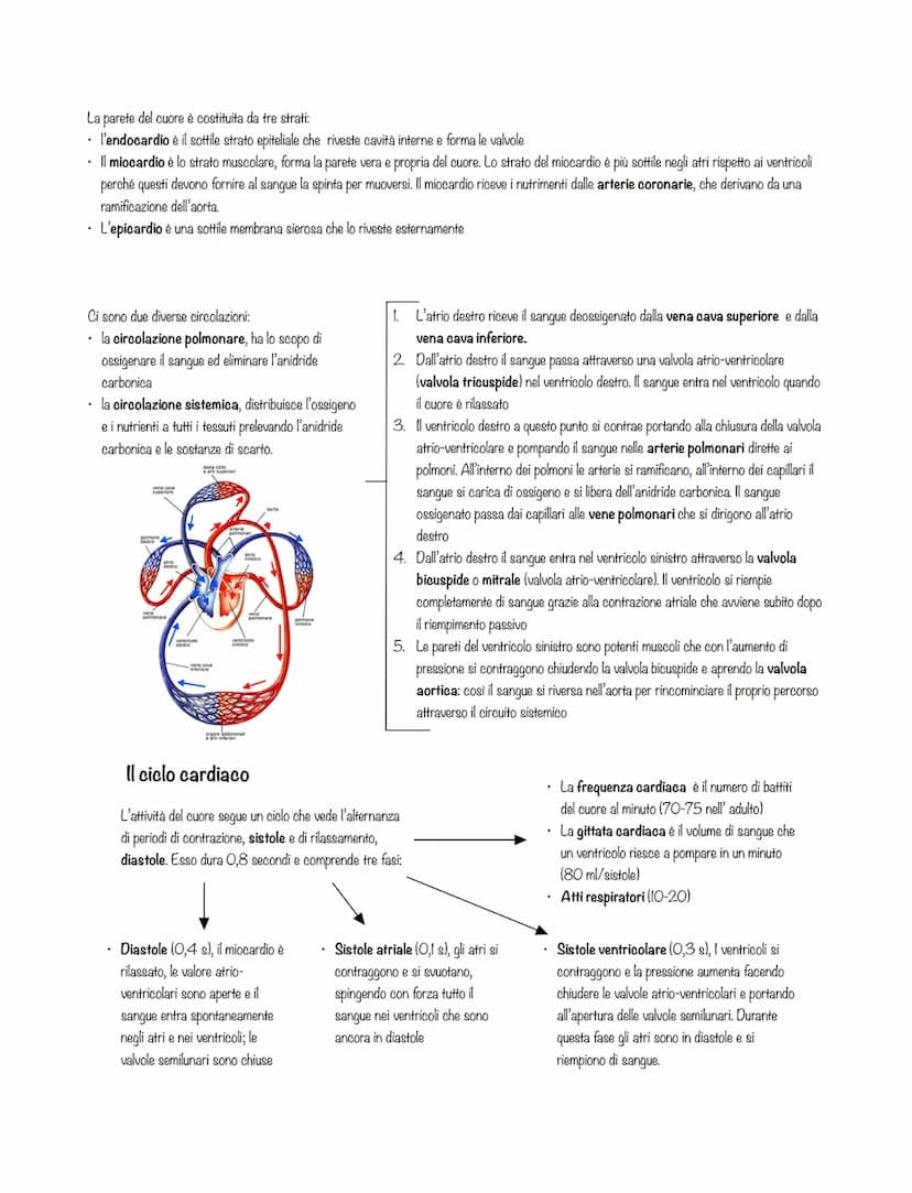 L'APPARATO CARDIOVASCOLARE
L'apparato circolatorio è composto da tre parti:
• il sangue, il quale si muove all'interno dei vasi sanguigni e 