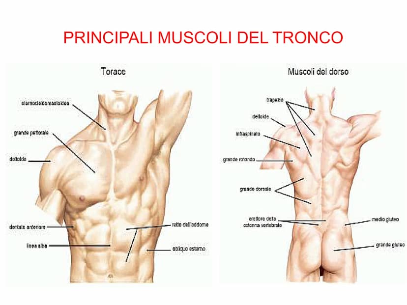 Il sistema muscolare è l'insieme di tutti
i muscoli, ovvero degli organi attivi del
movimento; essi sviluppano una forza
in grado di permett