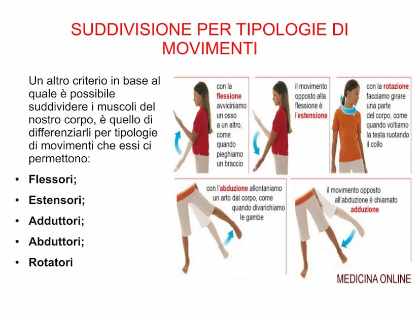 Il sistema muscolare è l'insieme di tutti
i muscoli, ovvero degli organi attivi del
movimento; essi sviluppano una forza
in grado di permett
