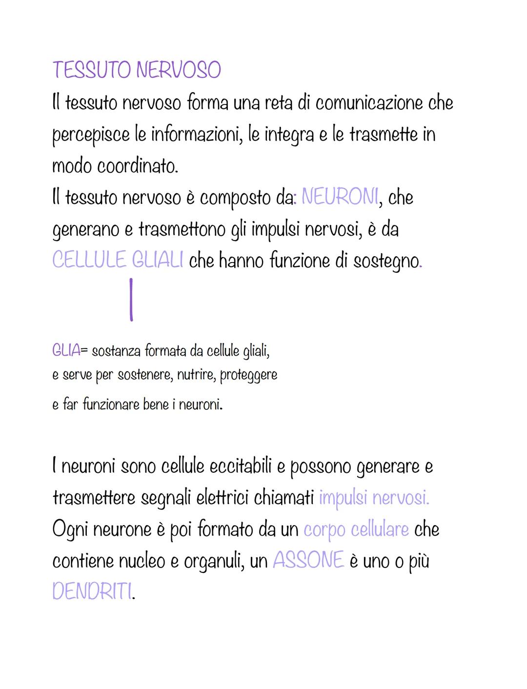 # TESSUTO NERVOSO

Il tessuto nervoso forma una reta di comunicazione che
percepisce le informazioni, le integra e le trasmette in
modo coor
