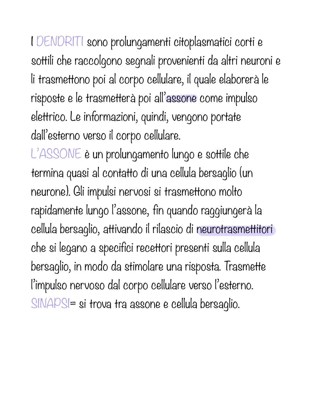 # TESSUTO NERVOSO

Il tessuto nervoso forma una reta di comunicazione che
percepisce le informazioni, le integra e le trasmette in
modo coor