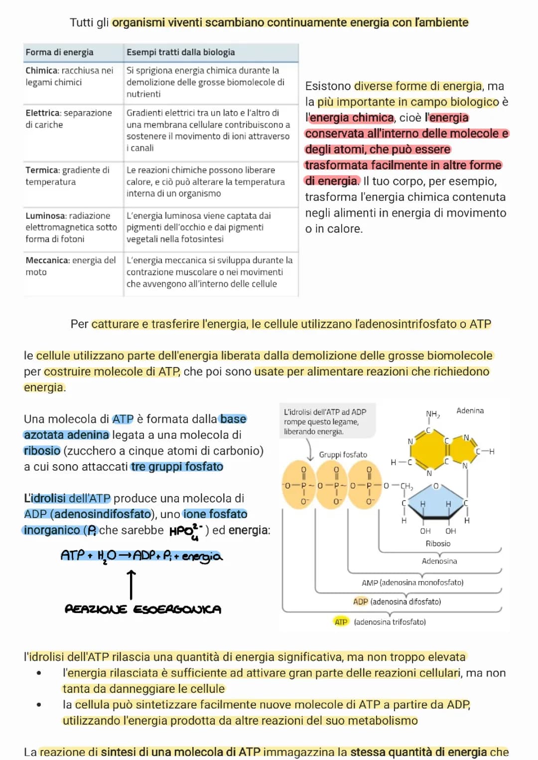 gli organismi e ľenergia enzimi redox degradazione del glucosio idrolisi e sintesi ATP