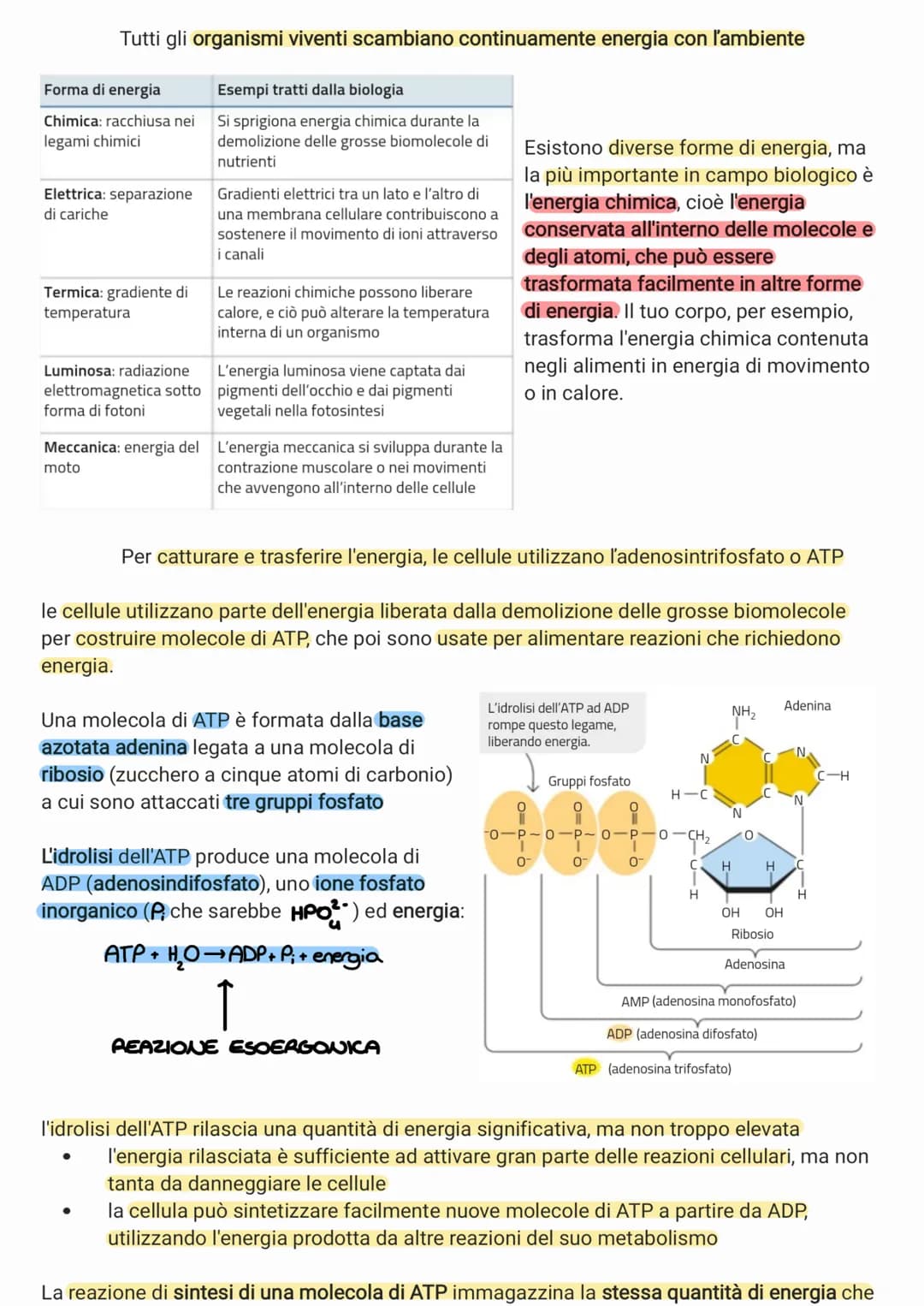 Forma di energia
Chimica: racchiusa nei
legami chimici
Tutti gli organismi viventi scambiano continuamente energia con l'ambiente
Elettrica: