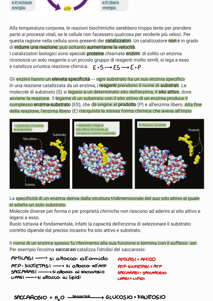 Forma di energia
Chimica: racchiusa nei
legami chimici
Tutti gli organismi viventi scambiano continuamente energia con l'ambiente
Elettrica: