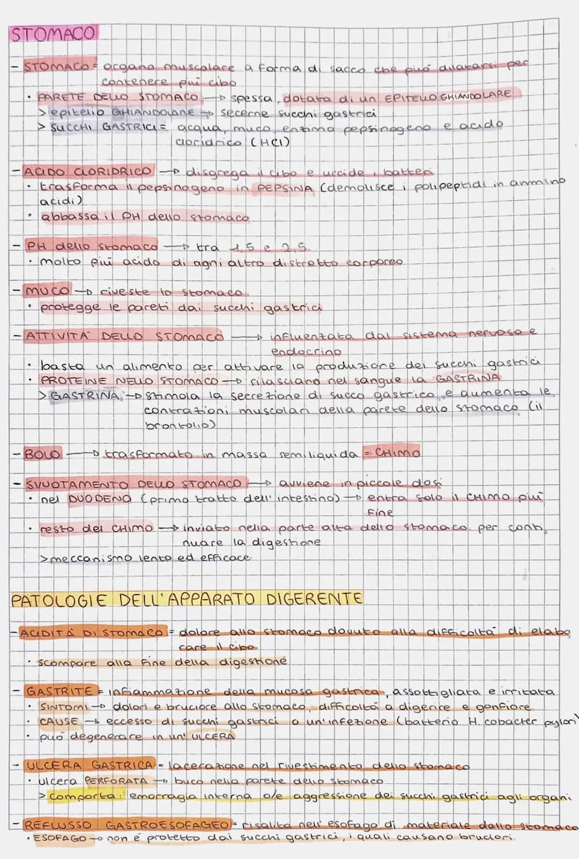 L'APPARATO DIGERENTE
DIGESTIONE
-DIGESTIONE = insieme
gli alimenti
- Funzioni svolte dall' APPARATO DIGERENTE:
• DEMOUZIONE → cibo ridotto n