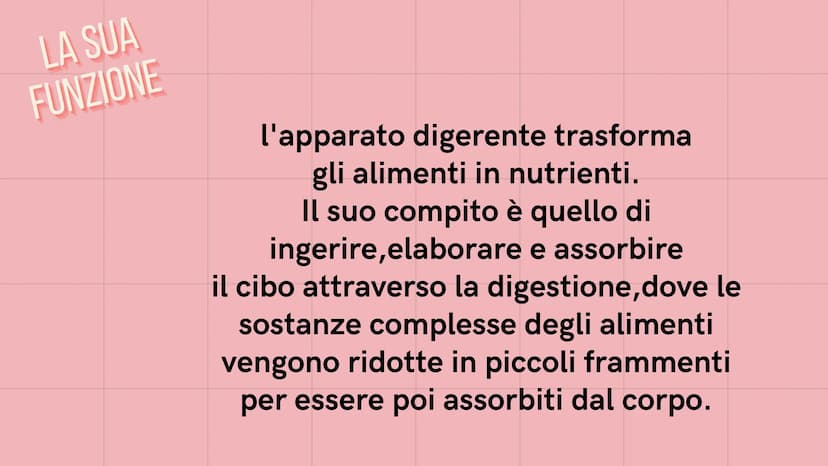 PE
r
L'APPARATO DIGERENTE
@study.withrobin. LA SUA
FUNZIONE
l'apparato digerente trasforma
gli alimenti in nutrienti.
Il suo compito è quell